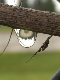 Close-up of raindrops on branch