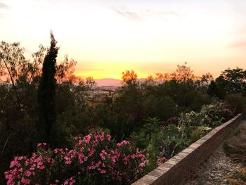 Scenic view of pink flowering plants against sky during sunset