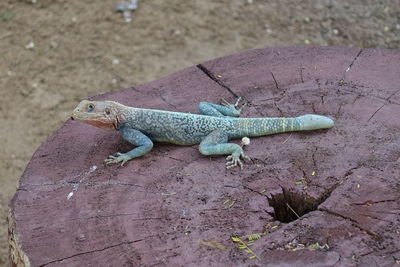 High angle view of lizard on rock