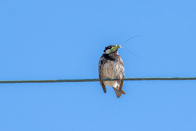 Low angle view of bird perching against clear blue sky