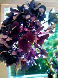 Close-up of flowers