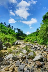 Scenic view of river by trees against sky