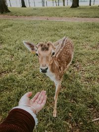 Close-up of hand feeding deer on field