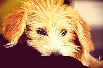 Close-up portrait of dog