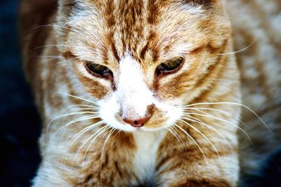 Close-up portrait of a cat