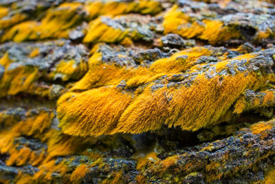 Close-up of tree trunk
