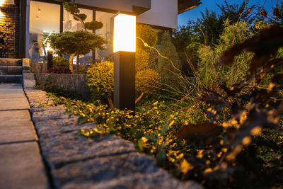 Empty footpath amidst plants