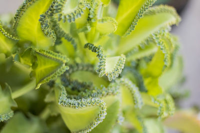 Close-up of yellow flowering plant