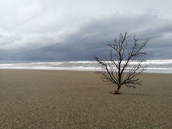 Driftwood at shore against cloudy sky