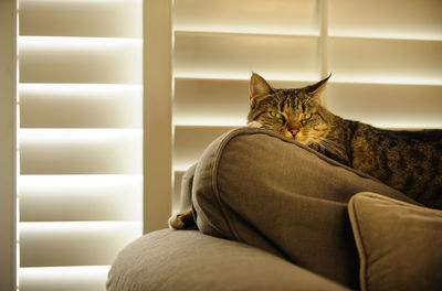 Portrait of tabby resting on sofa against blinds at home