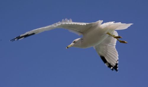 Low angle view of seagull flying