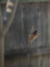 Close-up of spider on glass