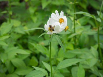 Close-up of white flowering plant