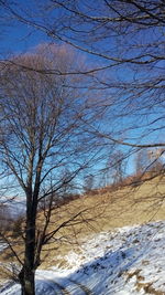 Close-up of tree against sky