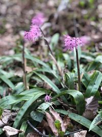 Close-up of purple flowering plant