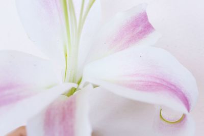 Close-up of pink rose