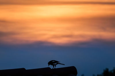 Low angle view of bird perching on roof against sky