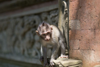 Close-up of squirrel on leaf