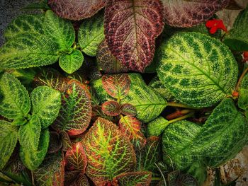 Full frame shot of green leaves