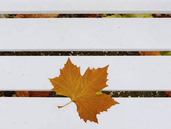 Close-up of yellow maple leaf