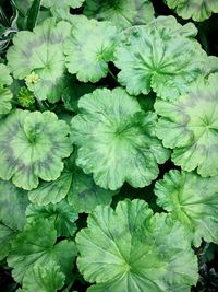 Full frame shot of plants