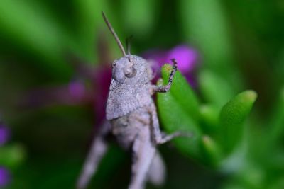 Close-up of insect on plant