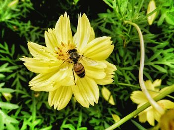 Close-up of bee pollinating on flower