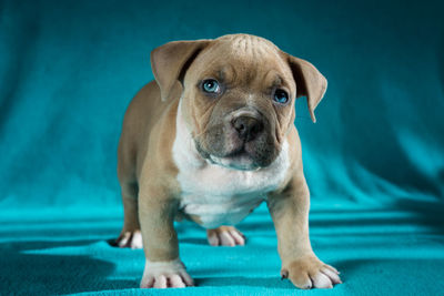 Close-up portrait of puppy