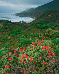 Scenic view of flowering plants on land against sky