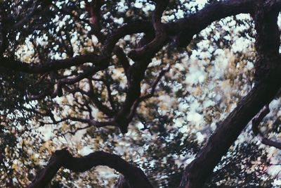 Low angle view of tree