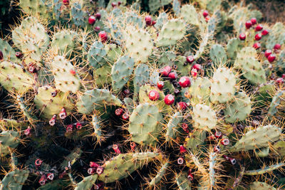 Close-up of prickly pear cactus