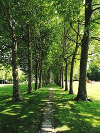 Trees in park