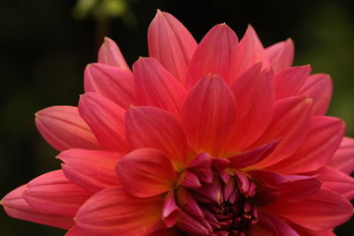 Close-up of pink dahlia