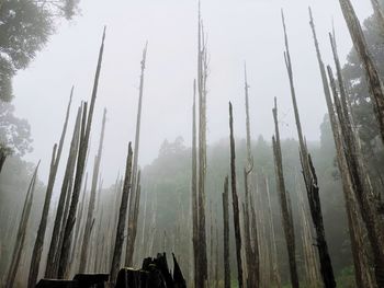 Panoramic shot of trees in forest against sky