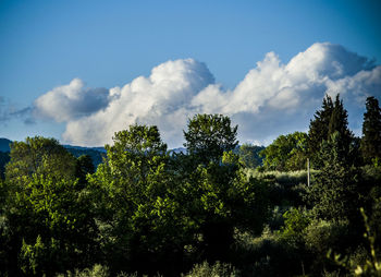 Low angle view of trees against sky