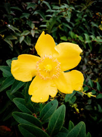 Close-up of yellow flowering plant