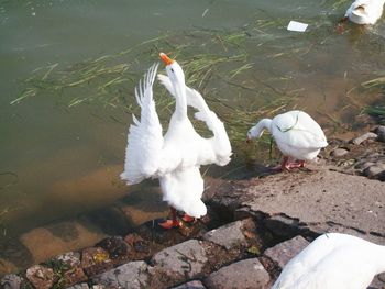 View of birds in water