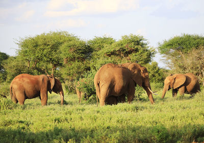 Elephants in a field tsavo, kenya 