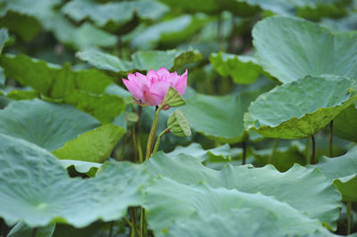 Close-up of pink lotus water lily in pond