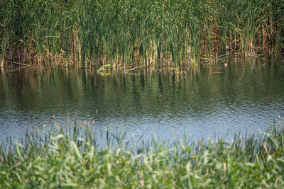 Scenic view of lake