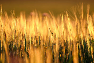 Close-up of stalks in field