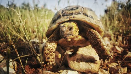 Close-up of turtle on field