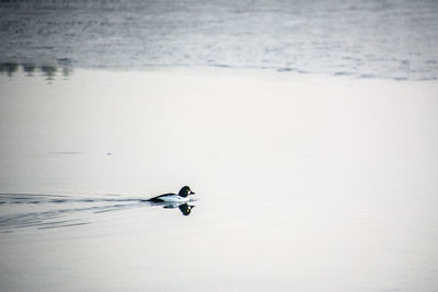 Swan swimming in sea