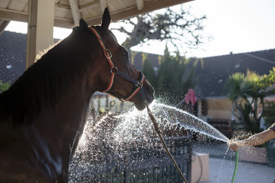 Cropped hand of woman spraying water on horse using garden hose