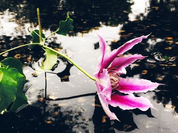 Close-up of lotus water lily in pond