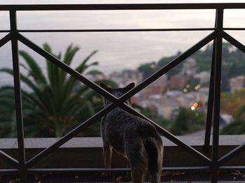 Rear view of dog standing by railing