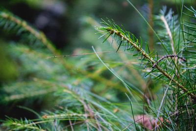 Close-up of fresh green plant in field