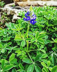 Close-up of purple flowers blooming outdoors