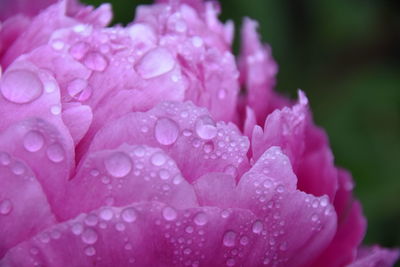 Close-up of wet pink rose