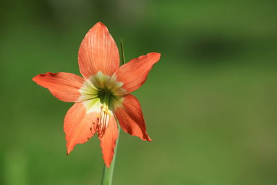 Close-up of orange flower